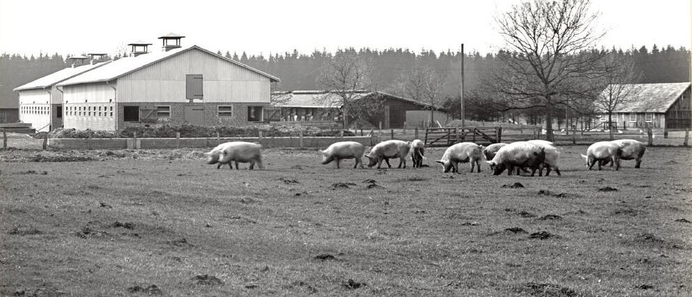 Breeding sows on pasture